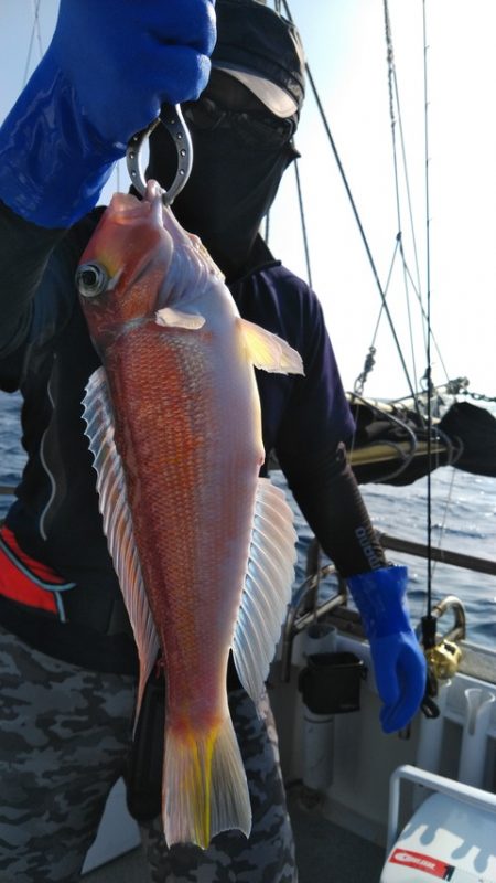 遊漁船 新鋭丸 釣果