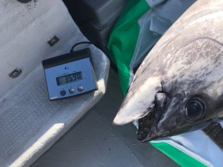 まると屋 釣果