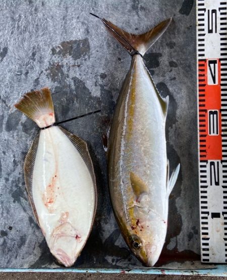 明神釣船 釣果