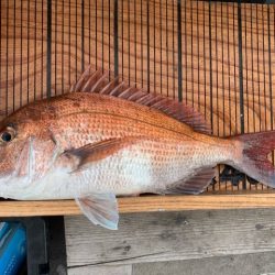 幸吉丸 釣果