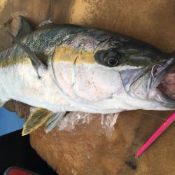 松鶴丸 釣果