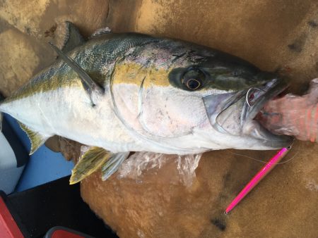 松鶴丸 釣果