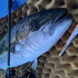 松鶴丸 釣果