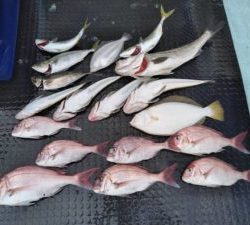 東京湾探釣隊ぼっち 釣果