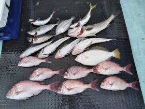 東京湾探釣隊ぼっち 釣果