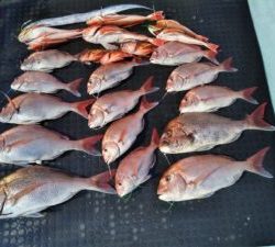 東京湾探釣隊ぼっち 釣果