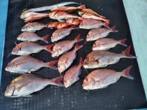 東京湾探釣隊ぼっち 釣果