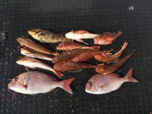 東京湾探釣隊ぼっち 釣果