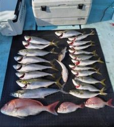 東京湾探釣隊ぼっち 釣果