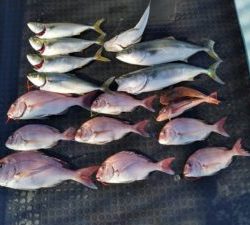 東京湾探釣隊ぼっち 釣果