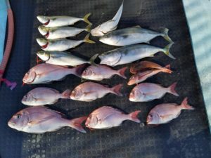 東京湾探釣隊ぼっち 釣果