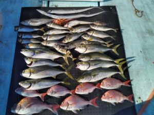 東京湾探釣隊ぼっち 釣果