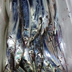 シースナイパー海龍 釣果