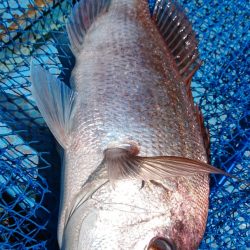 シースナイパー海龍 釣果