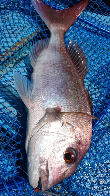 シースナイパー海龍 釣果