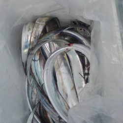 チャモロ 釣果