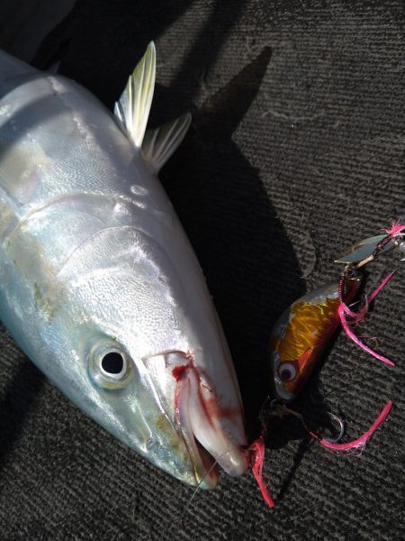 光生丸 釣果