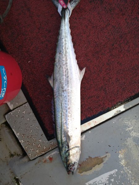 光生丸 釣果