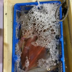 海龍丸（石川） 釣果