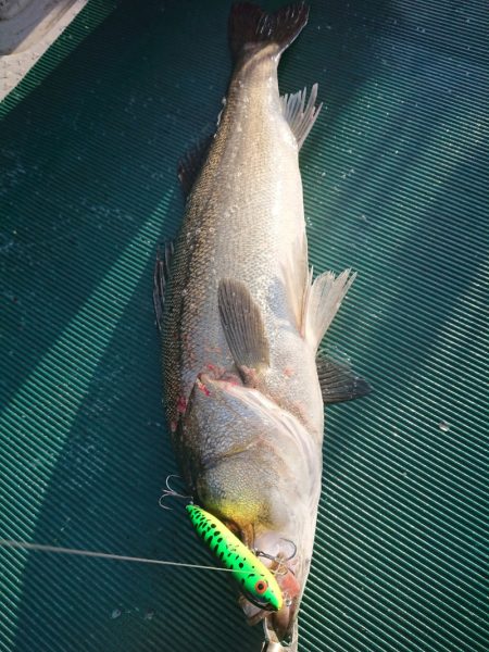 鷹王丸 釣果