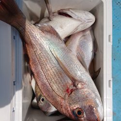 シースナイパー海龍 釣果