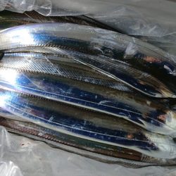 シースナイパー海龍 釣果