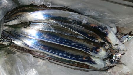 シースナイパー海龍 釣果