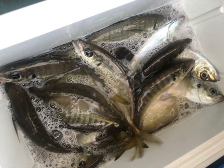 ヤザワ渡船 釣果