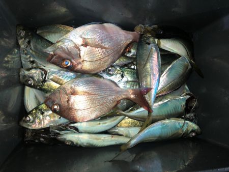 ヤザワ渡船 釣果