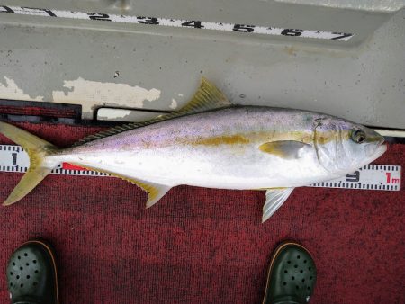 光生丸 釣果