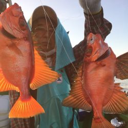 敷嶋丸 釣果