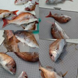 タイラバ遊漁船 ワンピース 釣果