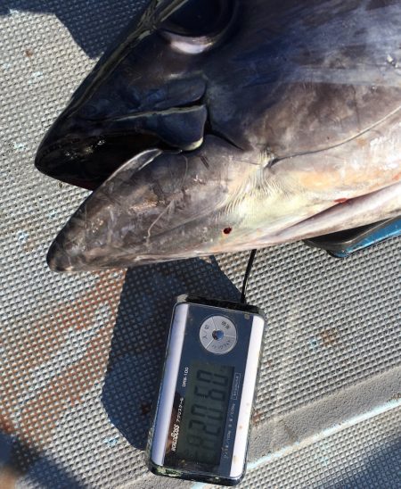 渡船屋たにぐち 釣果