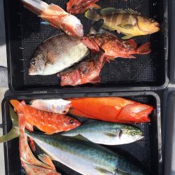 渡船屋たにぐち 釣果