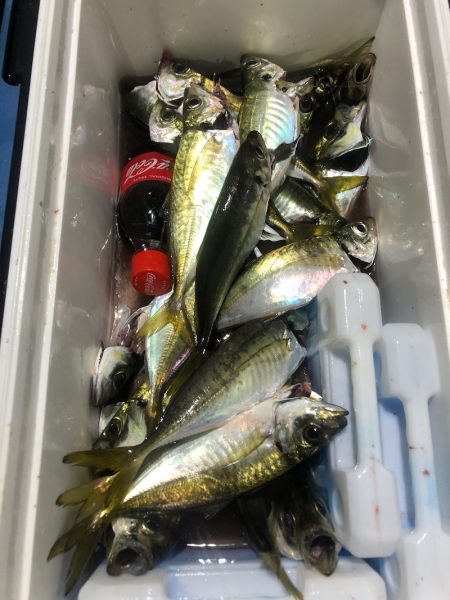 ヤザワ渡船 釣果