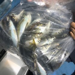 ヤザワ渡船 釣果