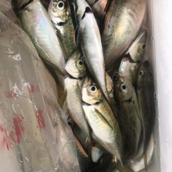 ヤザワ渡船 釣果