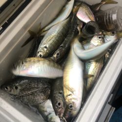 ヤザワ渡船 釣果