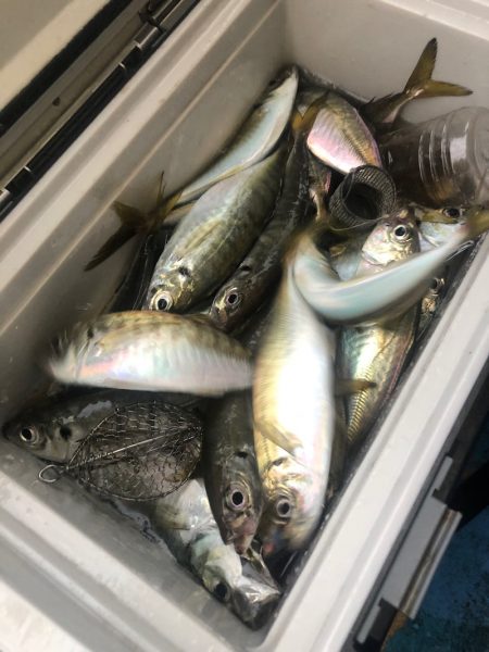 ヤザワ渡船 釣果