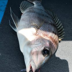 太平丸 釣果