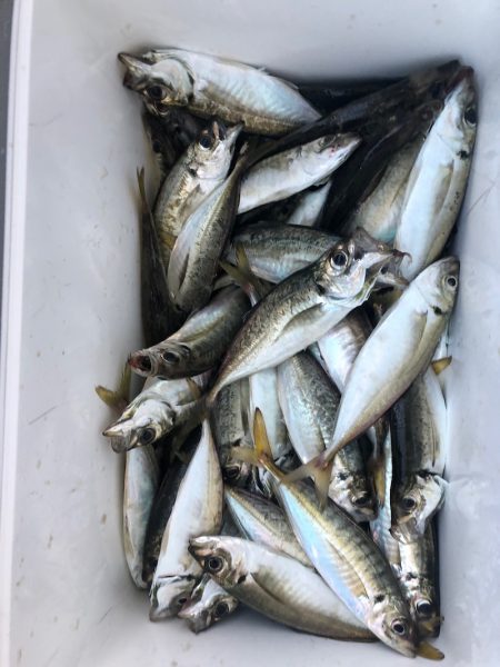 ヤザワ渡船 釣果