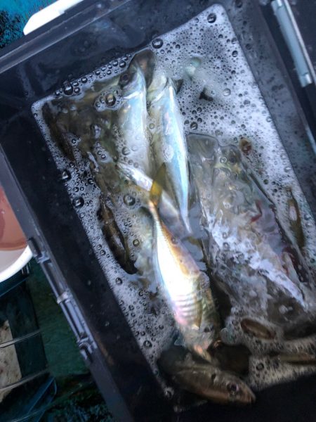 ヤザワ渡船 釣果