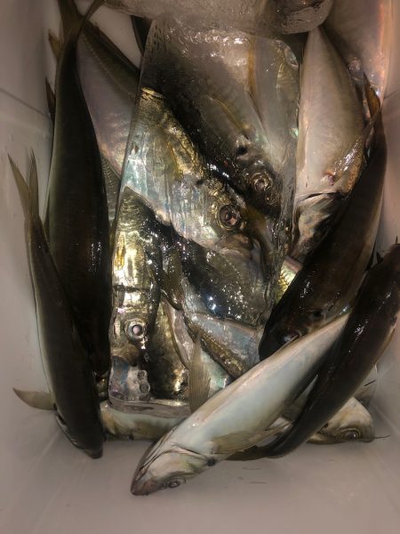 ヤザワ渡船 釣果