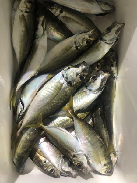 ヤザワ渡船 釣果