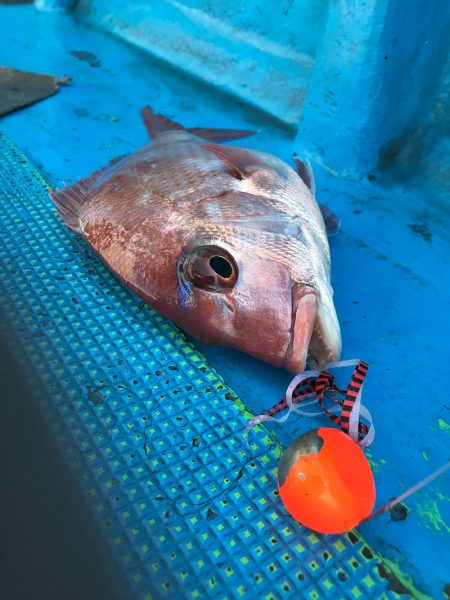 太平丸 釣果