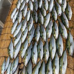 釣人家 釣果