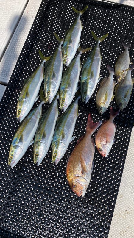 釣人家 釣果