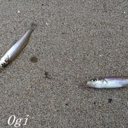 大塩漁港 キス 陸っぱり 釣り 魚釣り 釣果情報サイト カンパリ