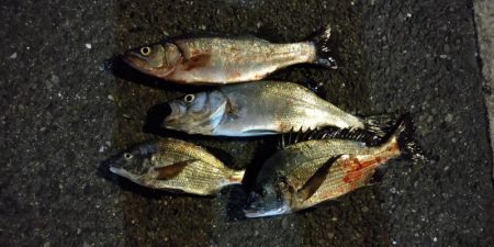 連夜の釣行