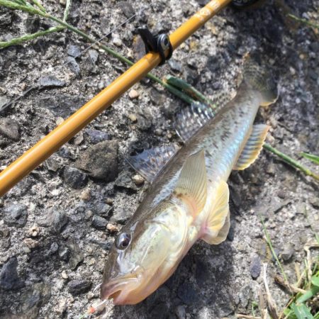 秋の風物詩ハゼ釣り